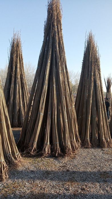 OPTIM TERAK Kochatlar bor