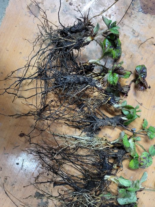 Рассада клубники