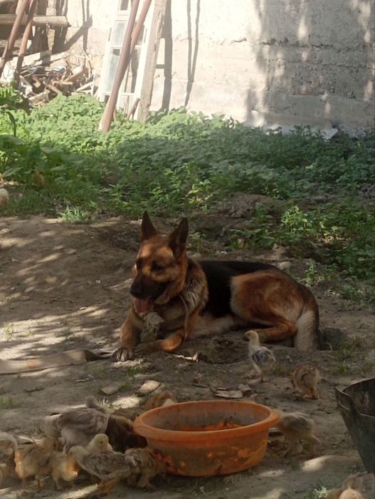 Apcharka nemichisk izotli