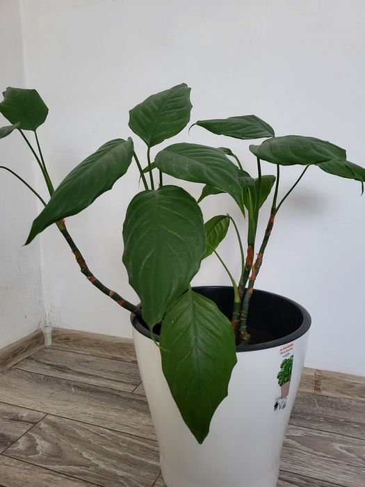 Комнатное растение