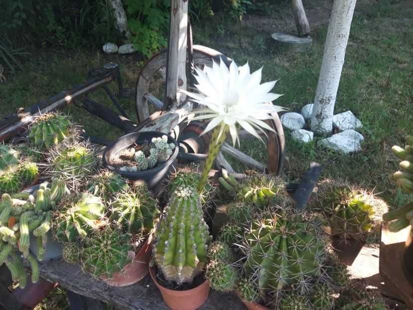 vand suculente din surplusul meu