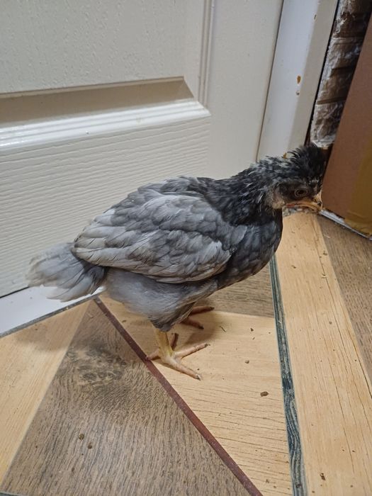 Vând sau schimb pui cu moț și fără