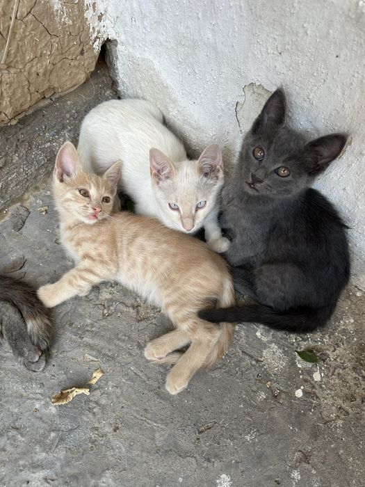 Mushuklar hadyaga beriladi