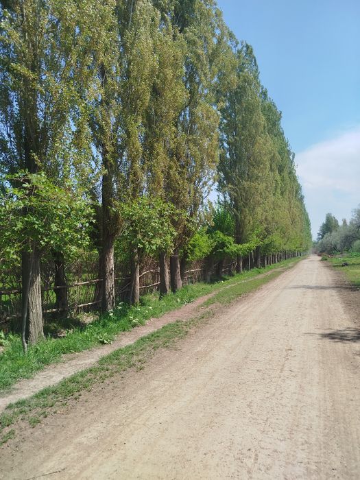 Terak sotiladi Manzil Yangibozor
