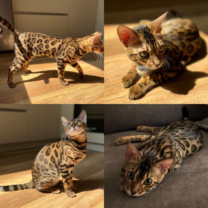 Бенгальские котята