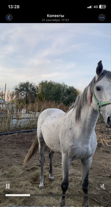 Жеребец  убучен ему будет семь лет