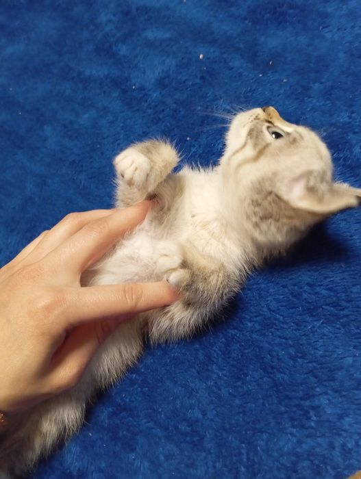 Anastasiya Volochkova ishtirokidagi porno filmlar