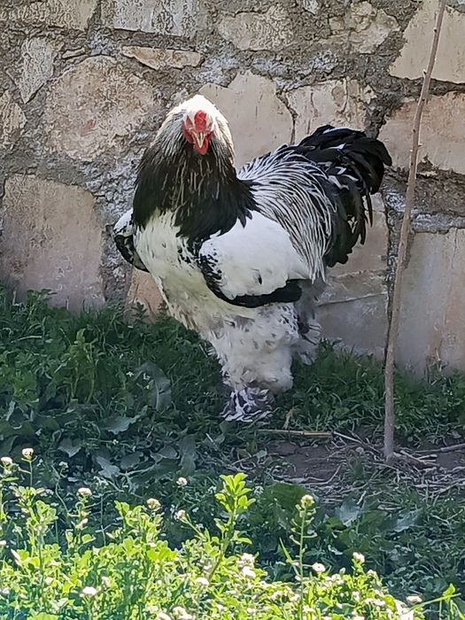 Brama svetliy tyomni pux qora nuqtali tuxumlari sotiladi