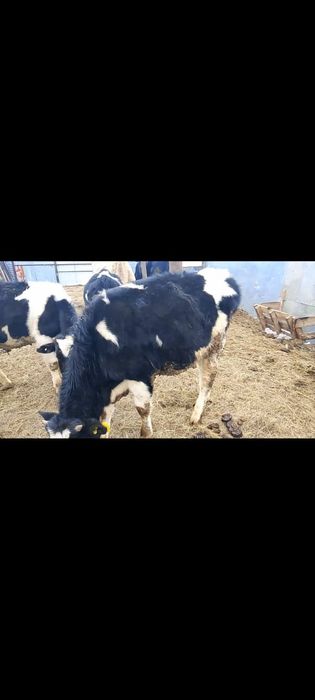 Продам бычков по 370 тыс