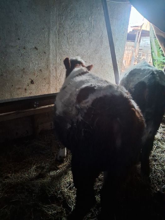 Vand 3 vitele pentru reproducție