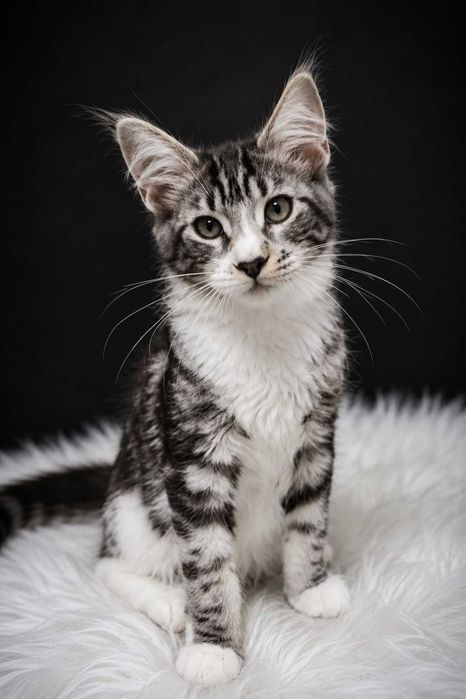 ORION  Maine Coon european, mascul | 3 luni | nepot de World Champion WCF | Lynx Rune Code — Acolo unde ciufurile devin coroane