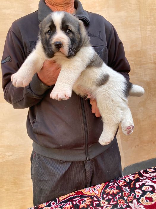 Щенок Алабая ( Чистокровный )