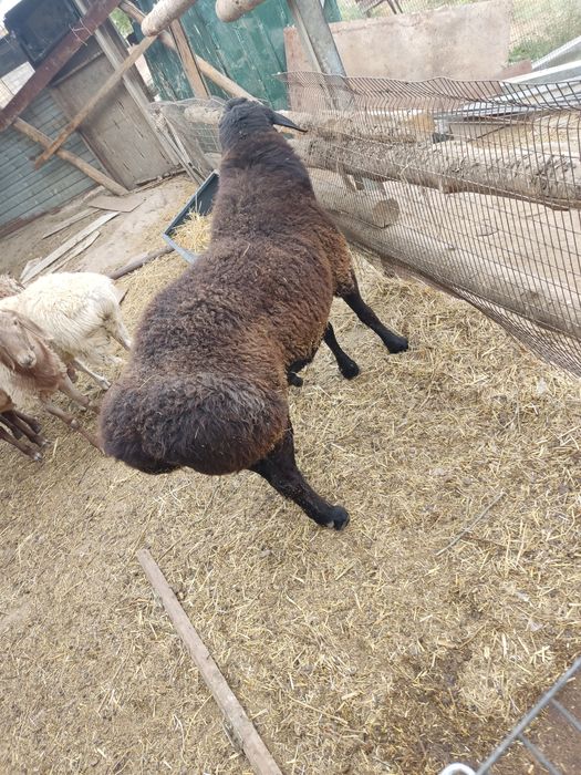 Продам кошкара на племя Гиссар