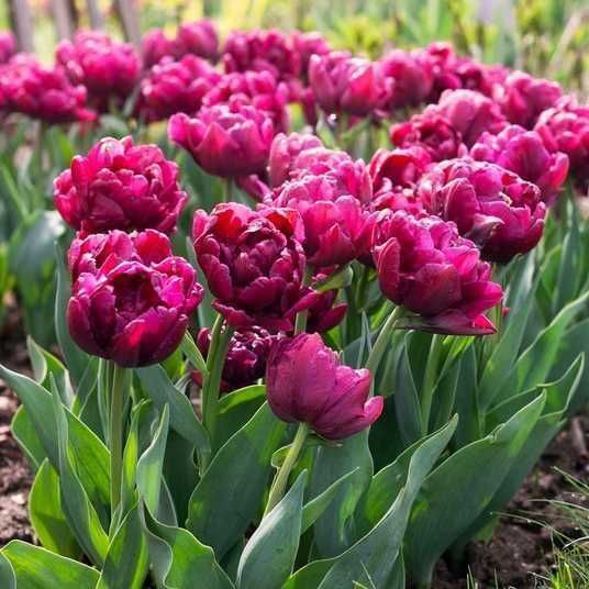 Тюльпаны корпаративы на 8 март