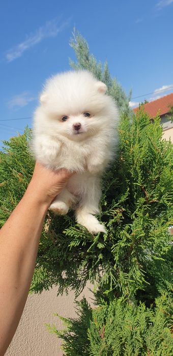 Померан момче и момиче