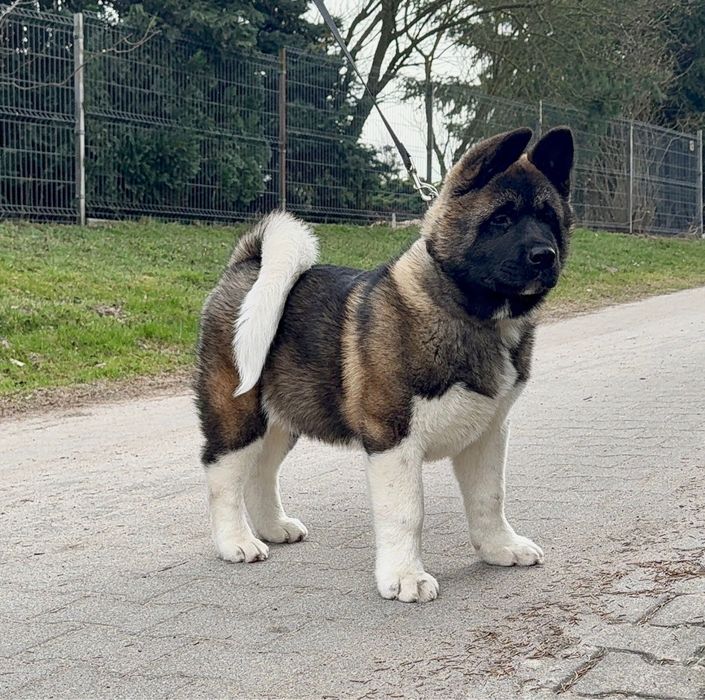 Catel Akita American cu Pedigree