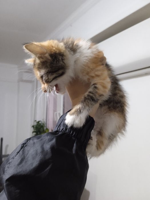 Котенок котенок.