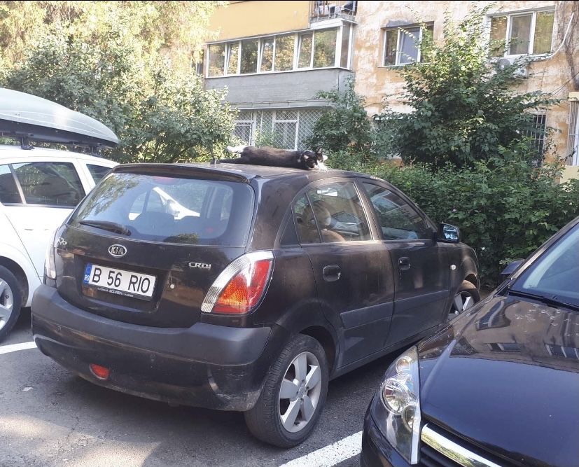 Inchiriere Masini Livrari Glovo Bolt Tazz Auto de Inchiriat Smart