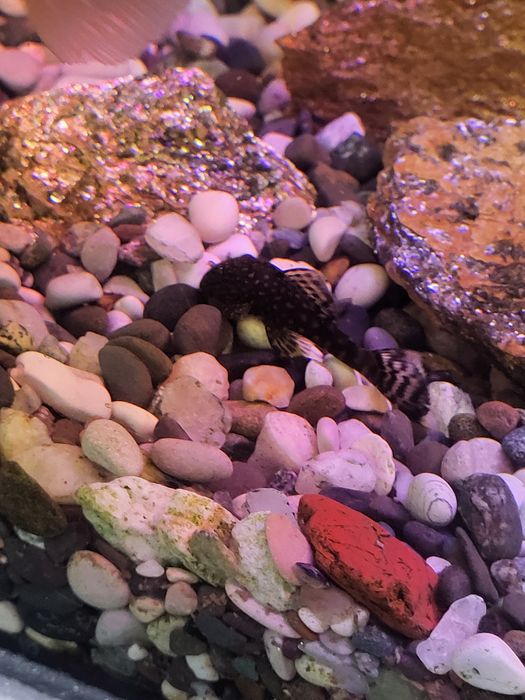 Продам анциструса молодняк