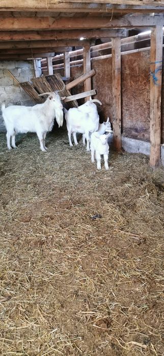 Vînd capre fatate cu cîte 2 iezi și un țap la pachet