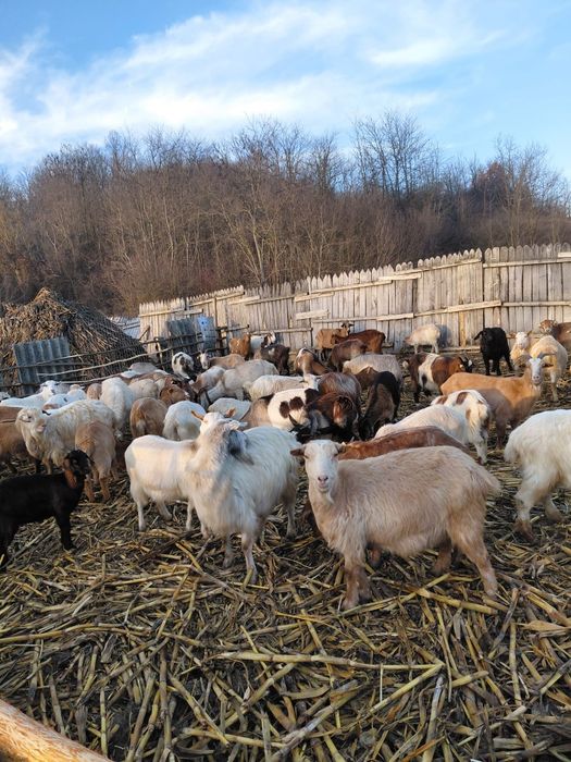 Vând capre de rasă bună
