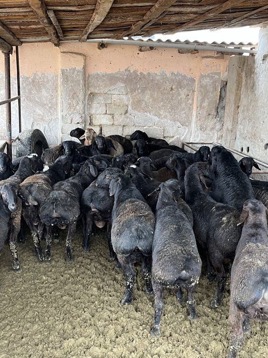 Қошқарлар сатылады