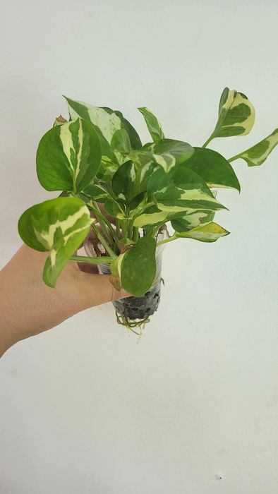 Укоренённые черенки