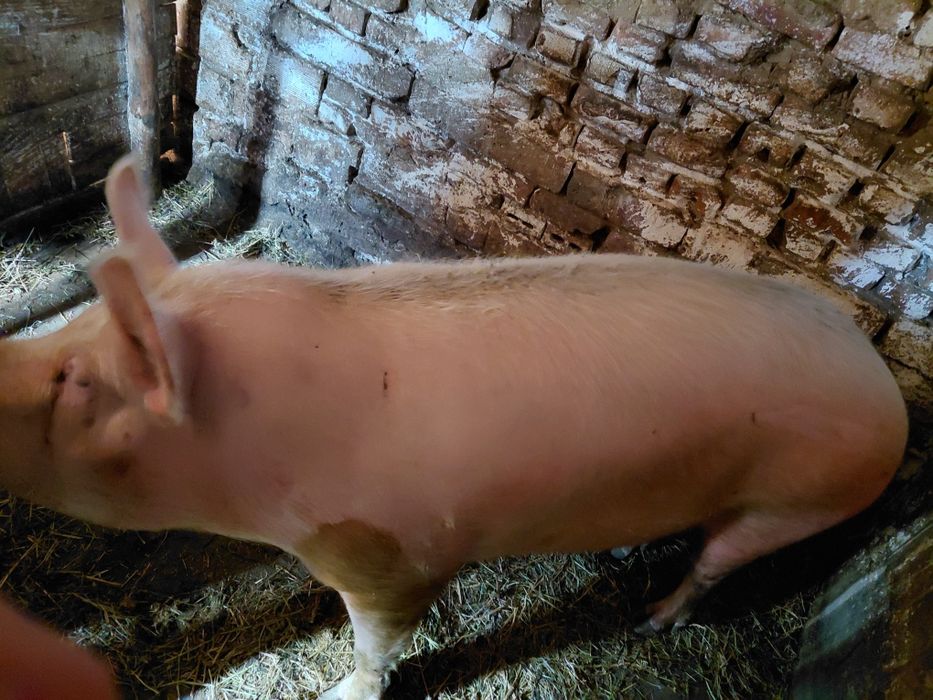 Угоени Прасета на сметка