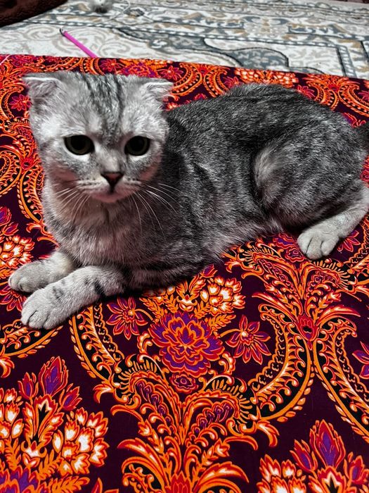 кошка вислаухая шотланская