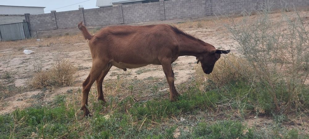 Козел породистый