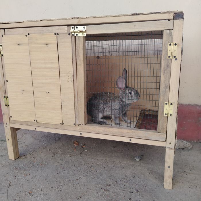 Burgund quyon tozza qon