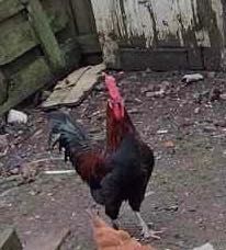 Продава млади петли