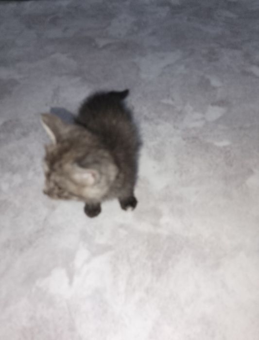 Отдам котенка 1.5 мес
