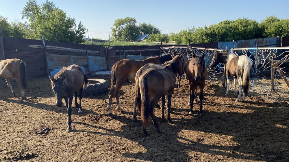Тайлар сатамын!!