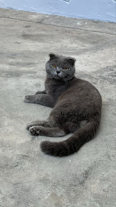 скотиш фолд продается