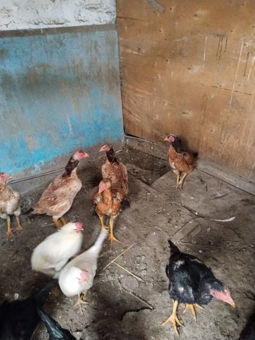 В продаже даканки