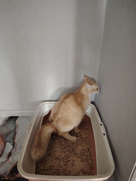 Пристраивается молоденькая кошечка