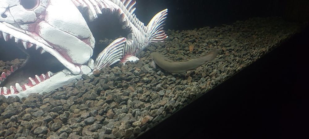 Продам аквариумных рыб