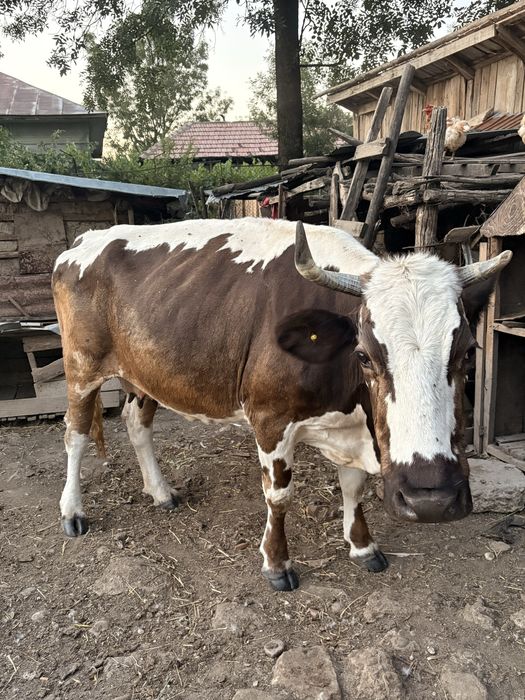 Vand vaca si vitea