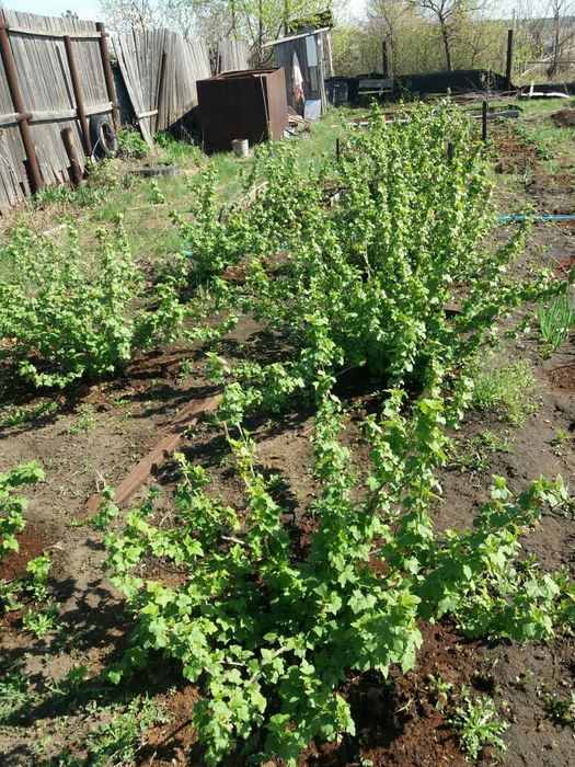 12,5 соток С/О  Железобетонщик