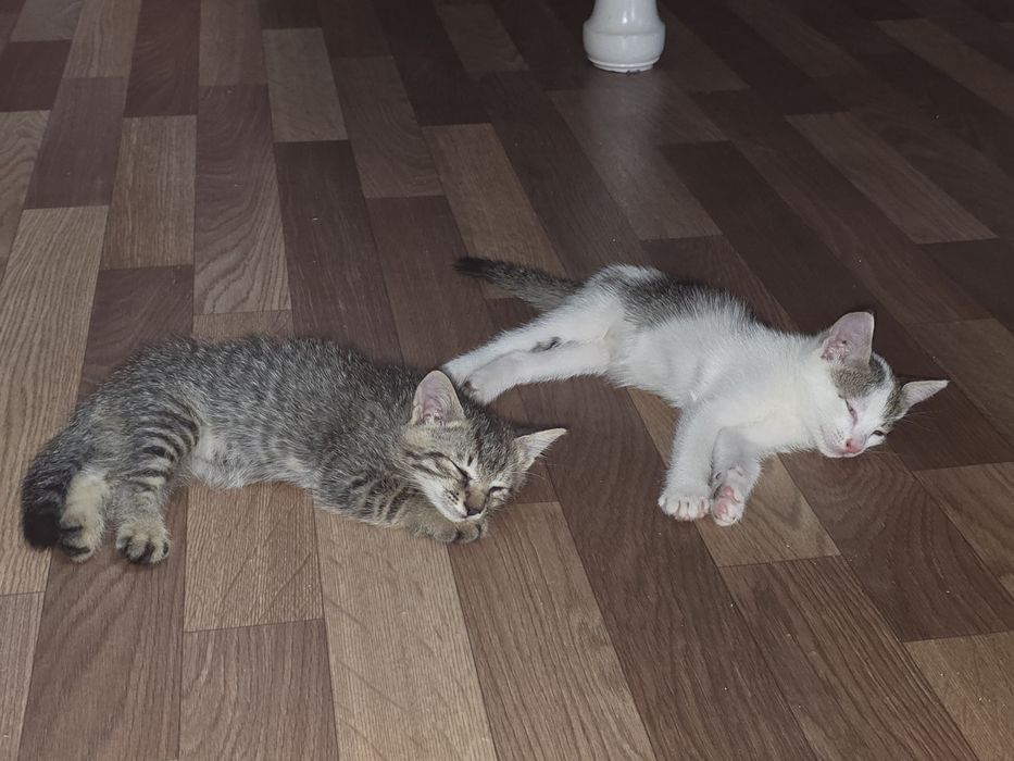 Котята отдам в добрые руки