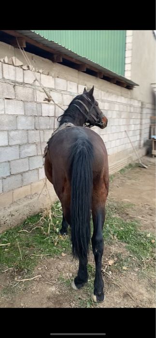 Полукровка айгыр