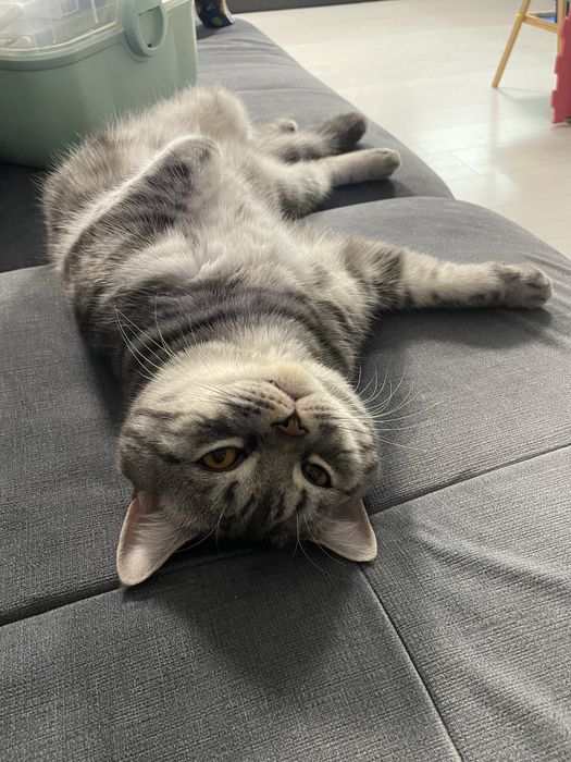 Породисто коте на 2 месеца