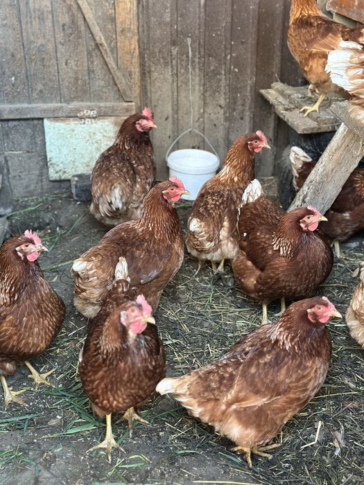 Продам куриц Ломан Браун