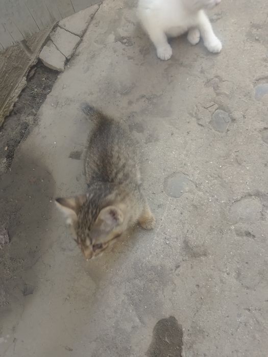 Отдам котят в хорошие руки