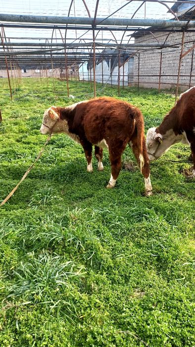 Гренфорд новос бузок