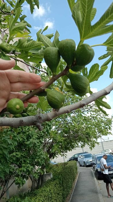 Smochini la ghiveci. Inclusiv pt balconul tau! Sigur culegi fructe.