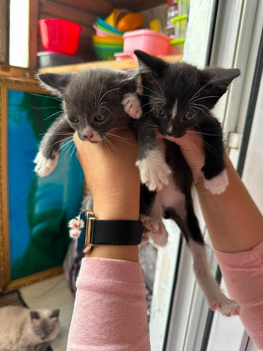 Котята в хорошие руки