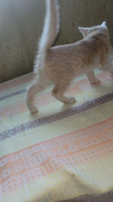 Котята в добрые ответственные руки