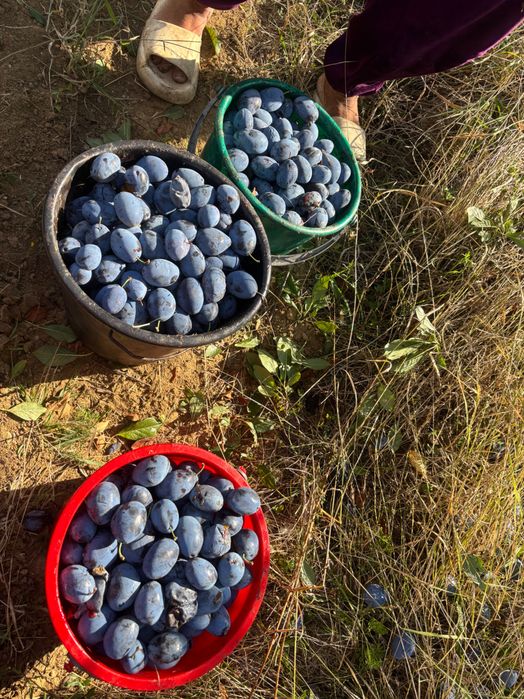 Prune de vanzare pt tuica